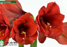 hippeastrum Orange Souvereign (2)